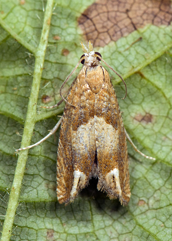 Tortricidae: Eucosma conterminana